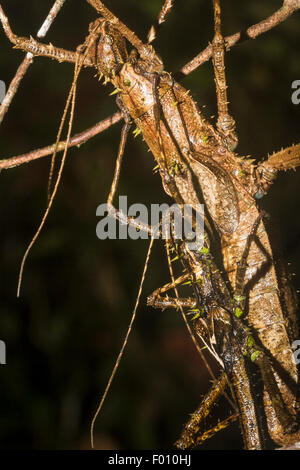 Due grandi stick insetti coniugata. Foto Stock