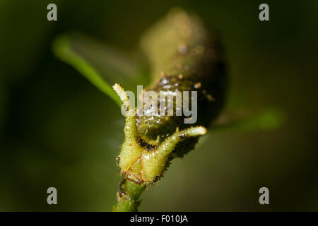 Un insolito-cercando caterpillar su una foglia. Foto Stock