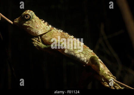 Borneo anglehead lizard (Gonocephalus borneensis) su un ramo. Foto Stock