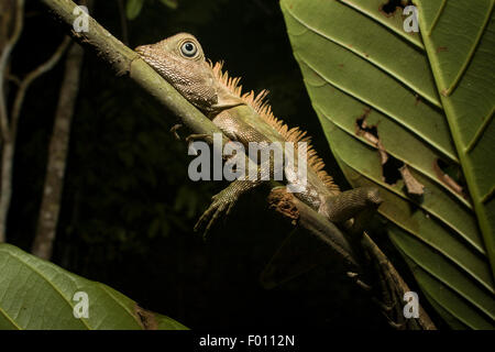 Borneo anglehead lizard (Gonocephalus borneensis) su un ramo. Foto Stock