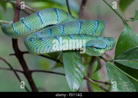 Wagler's pit viper (Tropidolaemus wagleri) su un ramo di albero. Foto Stock