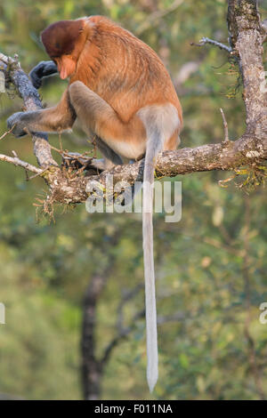 Proboscide di scimmia (Nasalis larvatus) arroccato in una struttura ad albero di mangrovie. Foto Stock