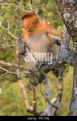 Proboscide di scimmia (Nasalis larvatus) arroccato in una struttura ad albero di mangrovie. Foto Stock