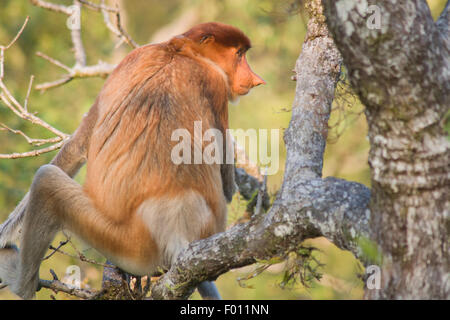 Proboscide di scimmia (Nasalis larvatus) arroccato in una struttura ad albero di mangrovie. Foto Stock