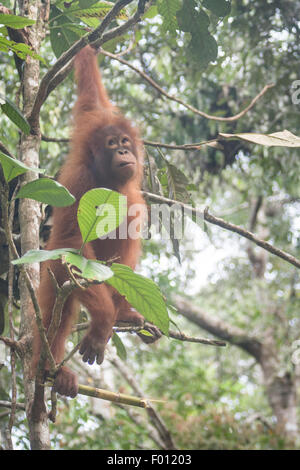 Un giovane Orango Tango in una struttura ad albero. Foto Stock