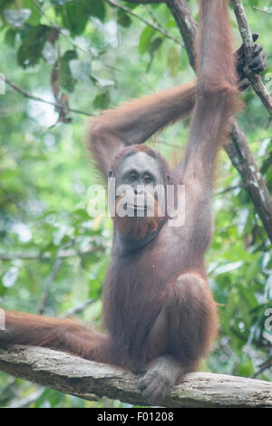 Orangutan in una struttura ad albero. Foto Stock