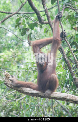 Orangutan in una struttura ad albero. Foto Stock