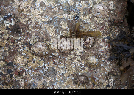 Le patelle comune su un piccolo scalo Loch Ginestra vicino a Ullapool Wester Ross Scozia Scotland Foto Stock