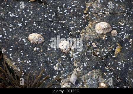 Le patelle comune su un piccolo scalo Loch Ginestra vicino a Ullapool Wester Ross Scozia Scotland Foto Stock