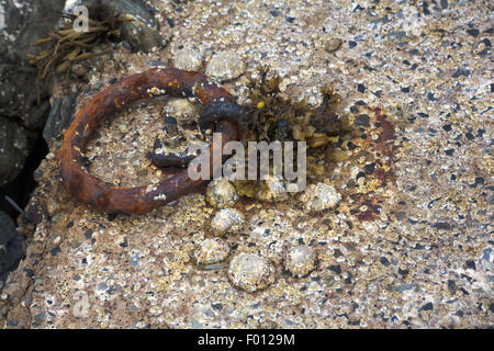 Le patelle comune su un piccolo scalo Loch Ginestra vicino a Ullapool Wester Ross Scozia Scotland Foto Stock