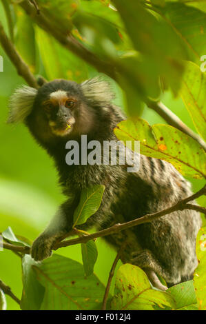 Callithrix jacchus Marmoset scimmia, Giardini Botanici, Rio de Janeiro, Brasile Foto Stock