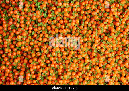 Pentole di nertera granadensis, noto anche come coral impianto di tallone, pin-impianto di cuscino, coral moss, inglese baby lacrime, a fioristi REGNO UNITO Foto Stock