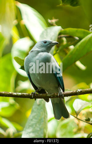 Thraupis episcopus, blu-grigio Tanager, Aguas Calientes, Perù Foto Stock