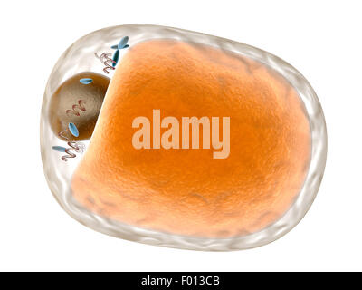 Una dettagliata di cellule di grasso. 3d reso illustrazione. Isolato su bianco. Foto Stock