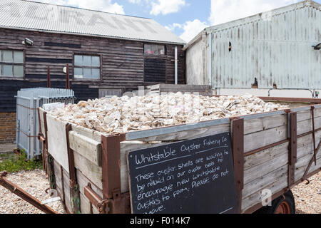 Scartati i gusci di ostriche, whitstable kent, Inghilterra Foto Stock