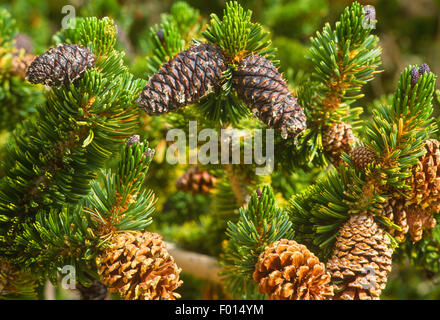 Bristlecone pines di sunrise, Patriarca Grove, Bristlecone antica foresta di pini, White Mountains, California Foto Stock