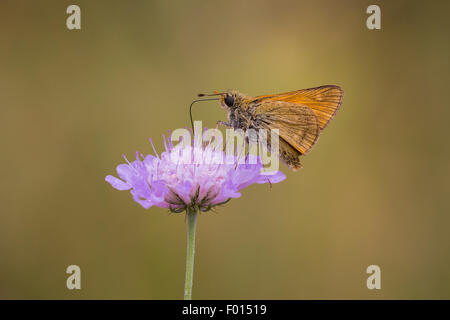 Grande skipper butterfly mangiare nettare dal fiore di Scabiosa colombari, vista laterale. La flora e la fauna sono ben presentati qui Foto Stock