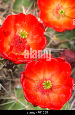 Claret cup cactus, il Parco Nazionale del Grand Canyon, Arizona Foto Stock