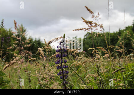 Fiori selvatici viola Lupine al Discovery Park di Seattle, Washington, Stati Uniti d'America Foto Stock
