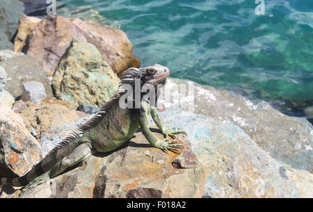 Tropical iguana sulle rocce Foto Stock