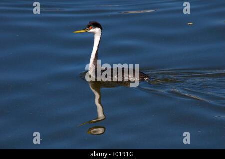 Western svasso sul lago Klamath superiore, Putnam Point Park, Klamath Falls, Oregon Foto Stock