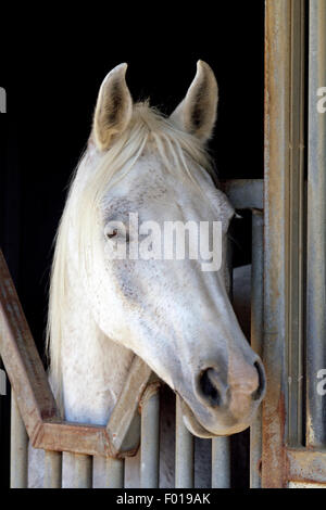 White Arabian Horse Closeup composizione verticale su sfondo scuro Foto Stock