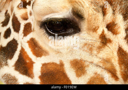 La giraffa occhio, Wildlife Safari, Winston, Douglas County, Oregon Foto Stock