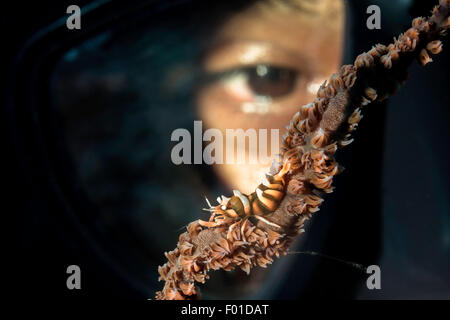 Subacqueo con frusta Zansibar Coral gamberetti, Dasycaris zanzibarica commensale, Shrimp-Palaemonidae, Bali, Indonesia Foto Stock