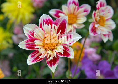 Dahlia Fashion monger nel bordo del giardino Foto Stock