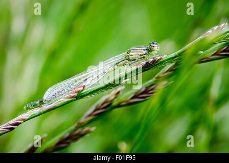 Damselfly smeraldo (Lestes sponsa) sulla levetta di erba Foto Stock