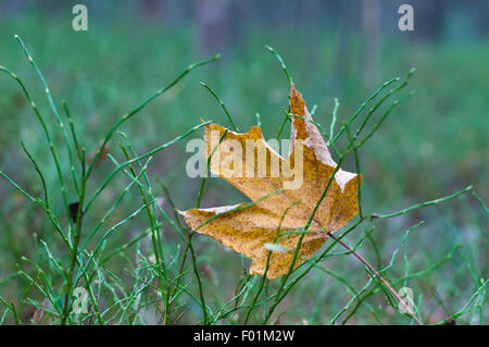 Caduto il giallo maple leaf, autunno del concetto di immagine Foto Stock