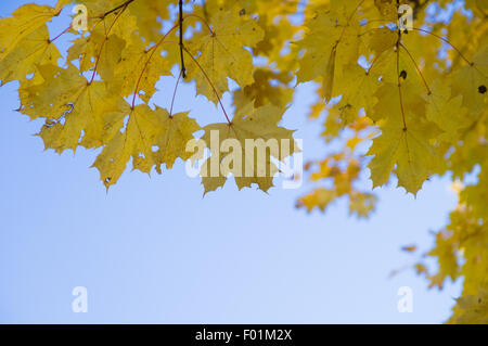 Giallo autunno foglie di acero contro il cielo blu, sfondo autunno Foto Stock