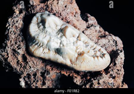 Da molare di un orso delle caverne (Ursus spelaeus), periodo quaternario, Isola d'Elba, Italia. Foto Stock
