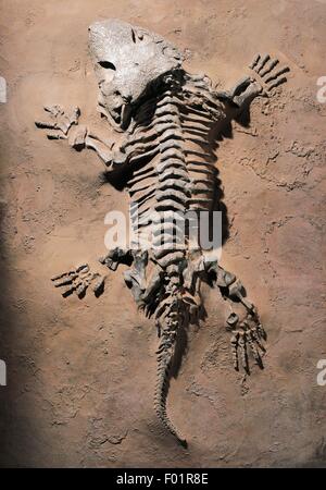 Seymouria baylorensis fossile, reptile-come tetrapod anfibio dall'inizio Permiano Epoch. Foto Stock