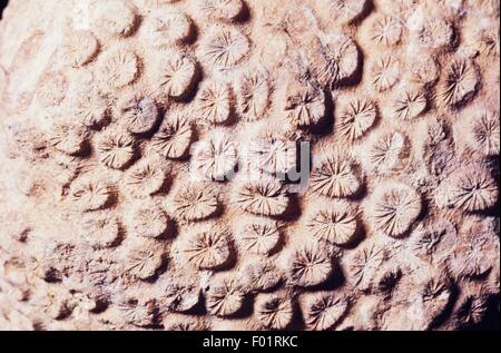 Coenenchyme fossilizzato, calcari tessuto collegando i polipi di coralli coloniali, Oligocene Epoch, Vicenza, Italia. Foto Stock