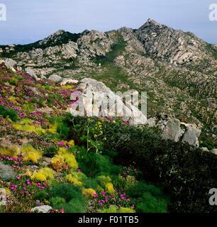 Finocchio gigante (ferula communis) e Elands Sourfig (Carpobrotus acinaciformis), Isola di Caprera, Parco Nazionale dell'Arcipelago di La Maddalena in Sardegna, Italia. Foto Stock