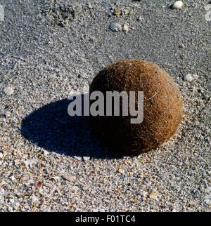 Seaballs, egagropili, palline di materiale fibroso, resti di Nettuno erba (Posidonia oceanica) modellato dalle onde, la penisola del Sinis, regione Sardegna, Italia. Foto Stock