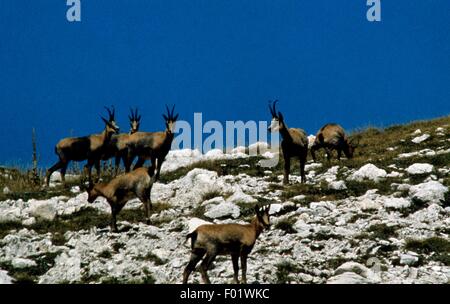 Camoscio appenninico (Rupicapra pyrenaica ornata), Abruzzo, Lazio e Molise Parco Nazionale, Italia. Foto Stock