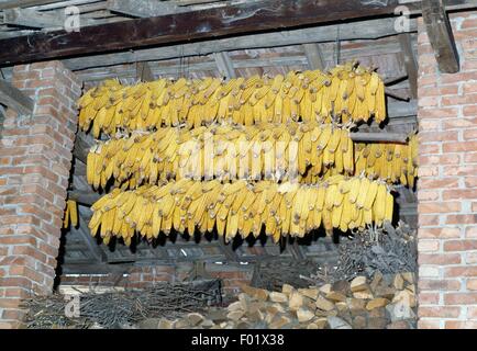 I tutoli di mais appesa ad asciugare. Foto Stock