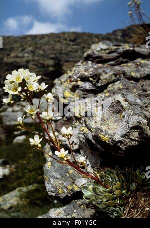 Sassifraga alpina (Saxifraga paniculata Miller subsp paniculata), Vallée des Merveilles, il Parco Nazionale del Mercantour (Parc national du Mercantour), Alpes-Maritimes, Provence-Alpes-Côte d'Azur, in Francia. Foto Stock