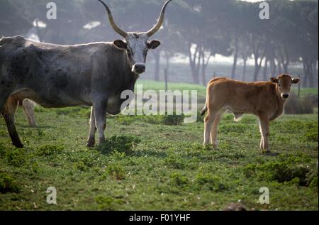 Maremma vacca (Bos taurus) e vitello su Alberese station wagon, Parco regionale della Maremma Toscana, Italia. Foto Stock