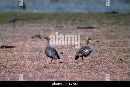 Ruddy-headed goose (Chloephaga rubiceps), capo Virgenes, Patagonia, Argentina. Foto Stock