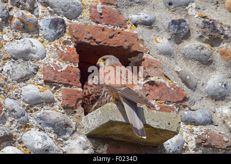 Alimentazione maschio giovane Gheppio Falco tinnunculus in selce barn Foto Stock