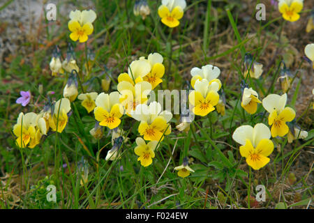 Mountain Pansies Viola lutea su machair North Uist Giugno Foto Stock