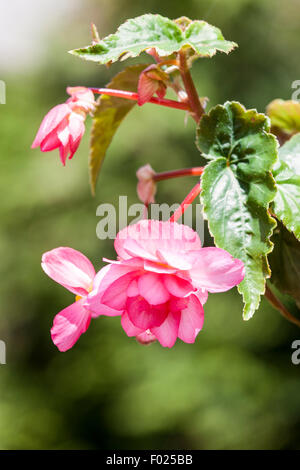 Rosa trailing Begonia x tuberhybrida in una cesta appesa. Foto Stock