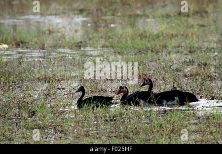 Dallo sperone di oche (Plectropterus gambensis), Pendjari National Park, Benin. Foto Stock