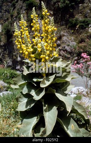 Mullein (Molène thapsus), Raganello Gorge, il Parco Nazionale del Pollino, Calabria, Italia. Foto Stock