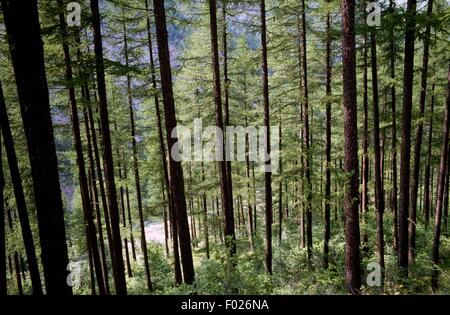 Paesaggio, Queyras Parco Naturale Regionale (Parc naturel regional du Queyras), Provence-Alpes-Côte d'Azur, in Francia. Foto Stock