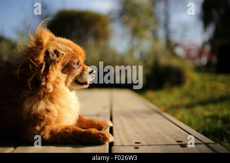 Ritratto di un cucciolo di chihuahua in esterno Foto Stock