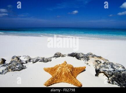 Stella di mare sulla spiaggia, le Bahamas. Foto Stock